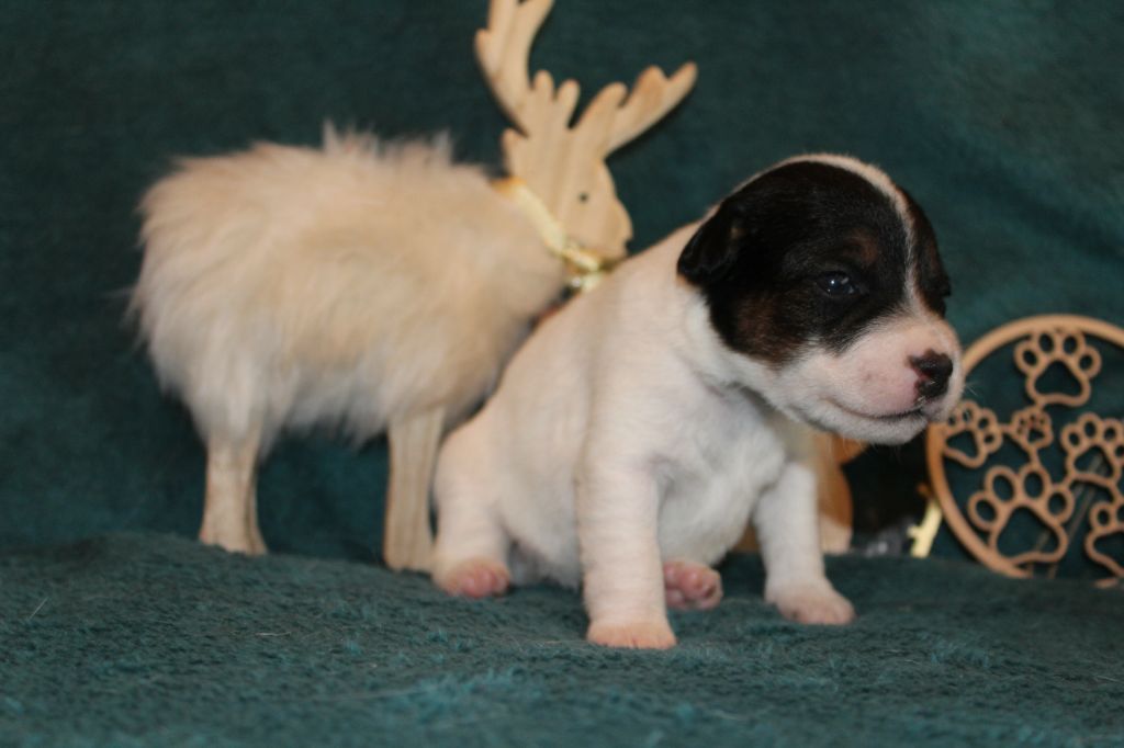 De Sounaya For Glazik - Chiots disponibles - Parson Russell Terrier