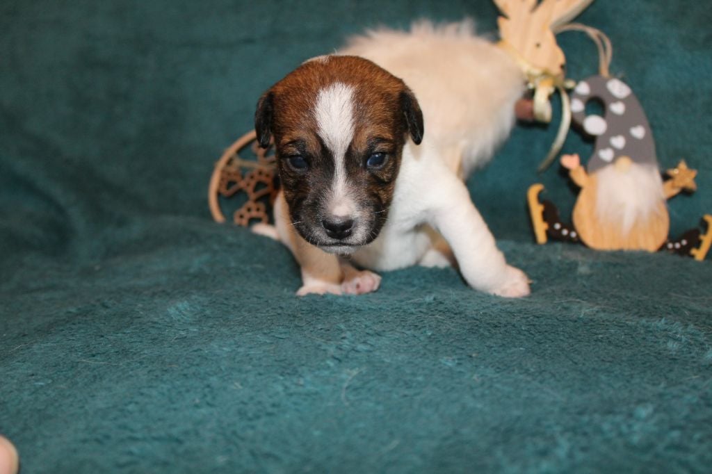 De Sounaya For Glazik - Chiots disponibles - Parson Russell Terrier