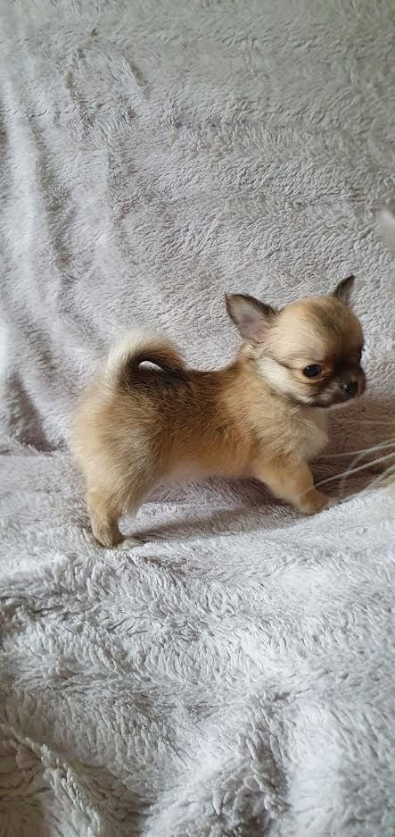 Nelly Watou - Chiots disponibles - Chihuahua