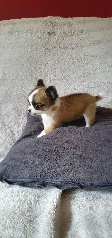 Nelly Watou - Chiots disponibles - Chihuahua