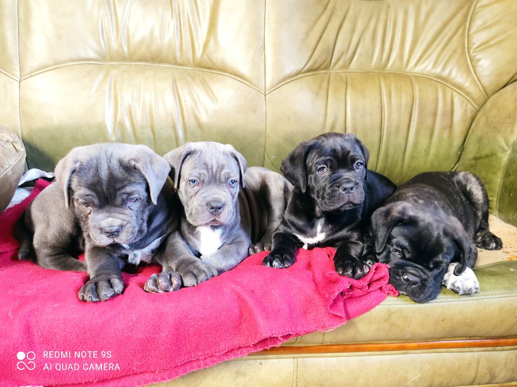 Chiot Cane Corso De L'Ecrin De Briérat