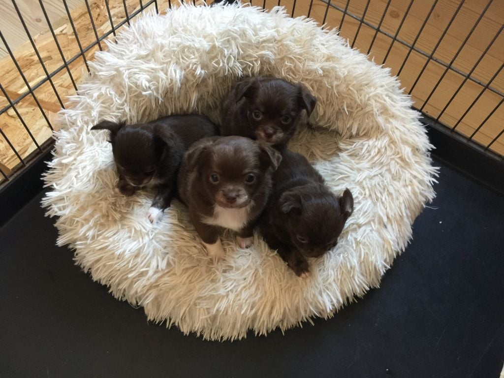 Chiot Chihuahua Ferme De Laine