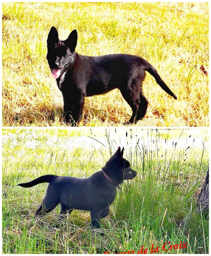 Chiots mâles disponibles