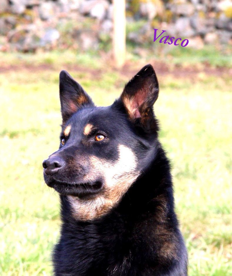 Des Bergers De La Croix - Chiots disponibles - Australian Kelpie