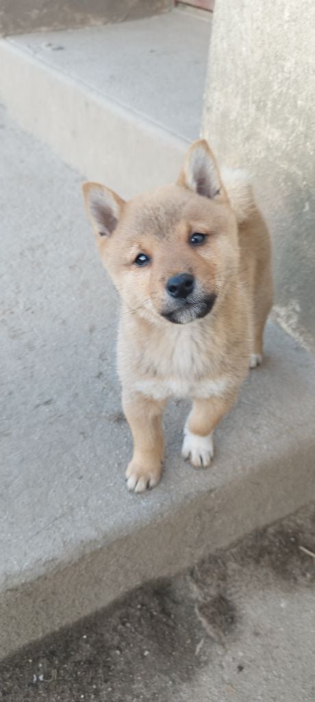 Du Domaine Menez Niji - Chiots disponibles - Shiba