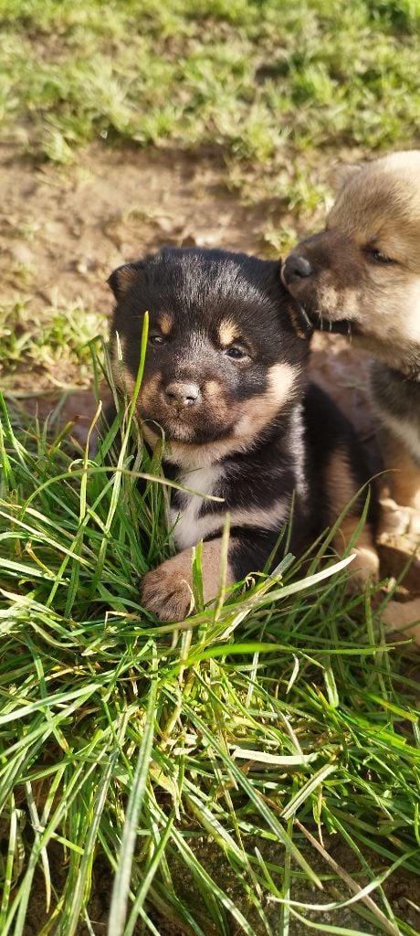 Du Domaine Menez Niji - Chiots disponibles - Shiba