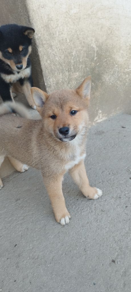 Du Domaine Menez Niji - Chiots disponibles - Shiba