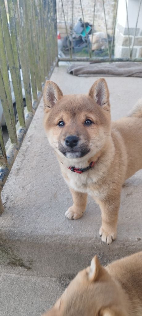 Du Domaine Menez Niji - Chiots disponibles - Shiba