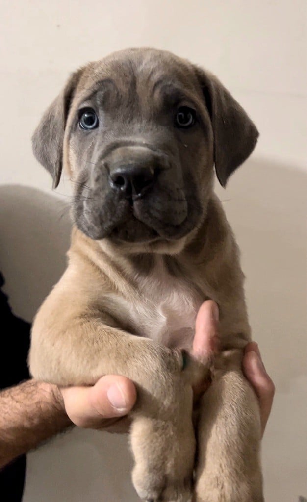 Les Marquises Du Domaine Saint Jean - Chiots disponibles - Cane Corso