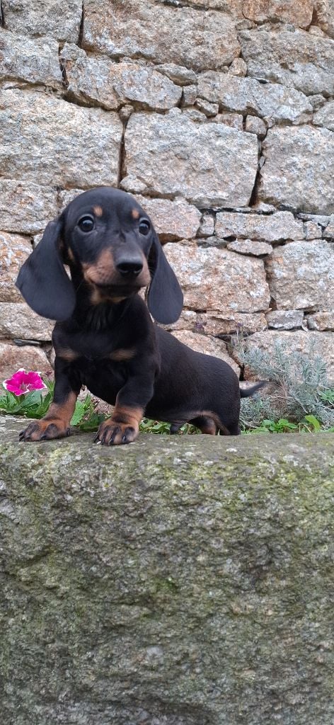 Rosemary Marvin - Chiots disponibles - Teckel poil ras