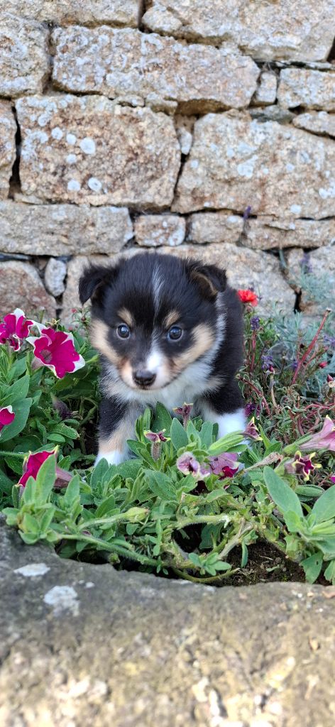 Rosemary Marvin - Chiots disponibles - Shetland Sheepdog