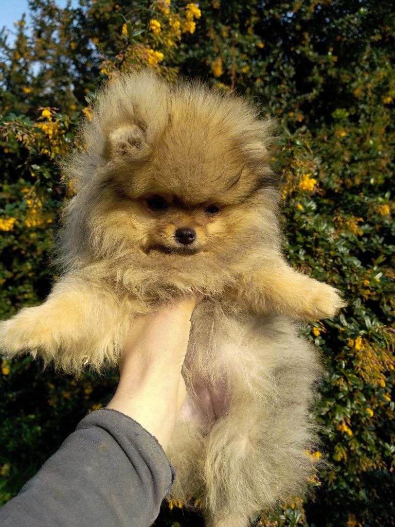 CHIOT SPITZ POMERANIE MINI