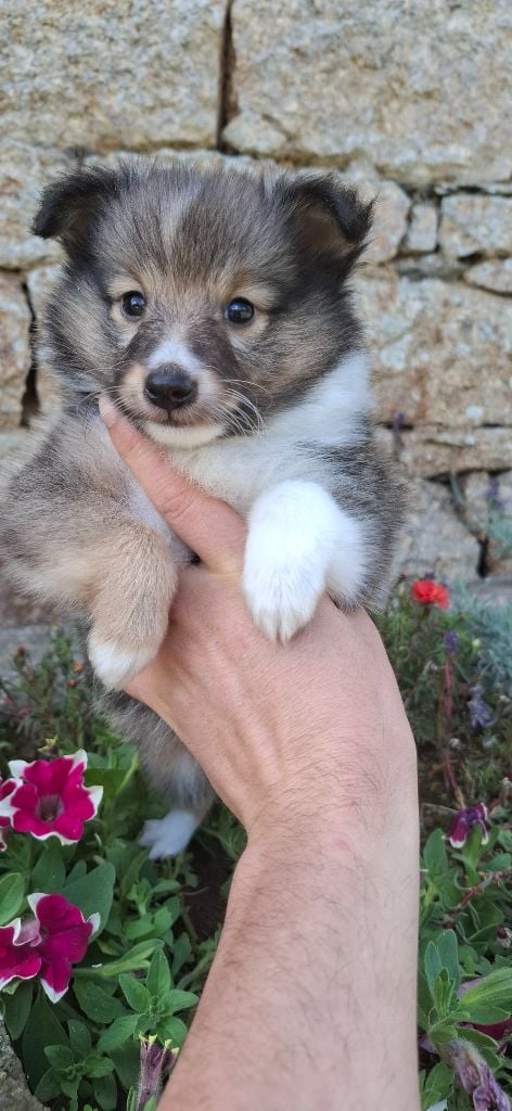 Rosemary Marvin - Chiots disponibles - Shetland Sheepdog