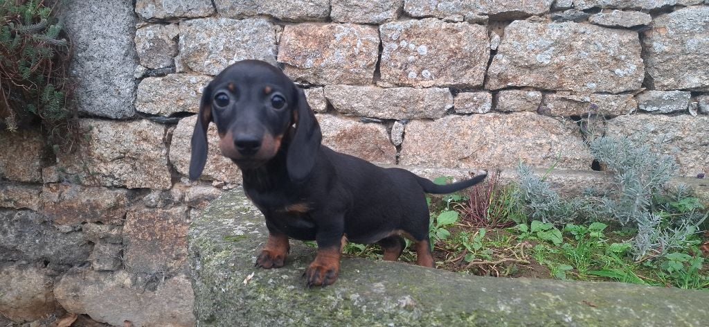 Rosemary Marvin - Chiots disponibles - Teckel poil ras