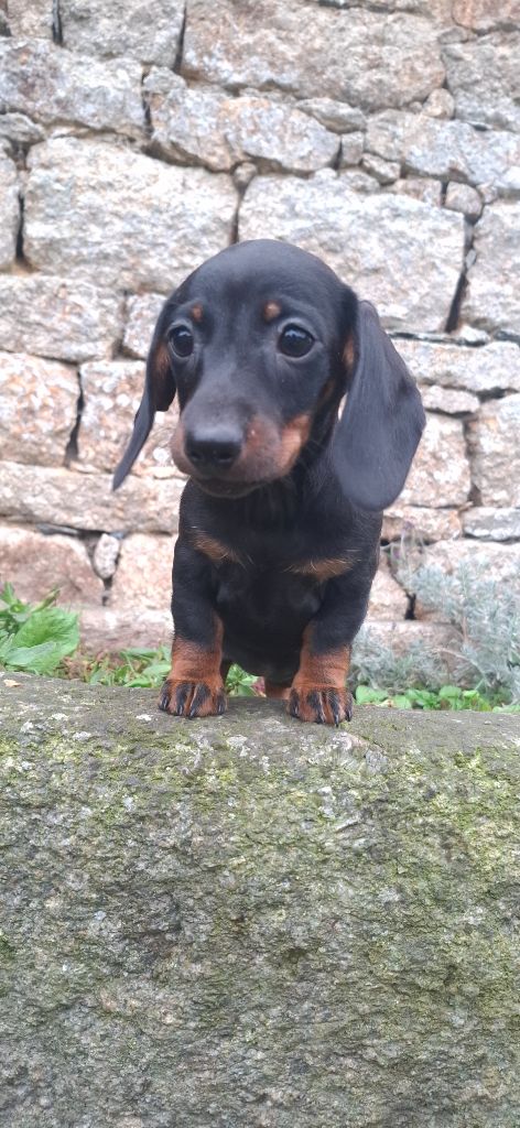 Rosemary Marvin - Chiots disponibles - Teckel poil ras