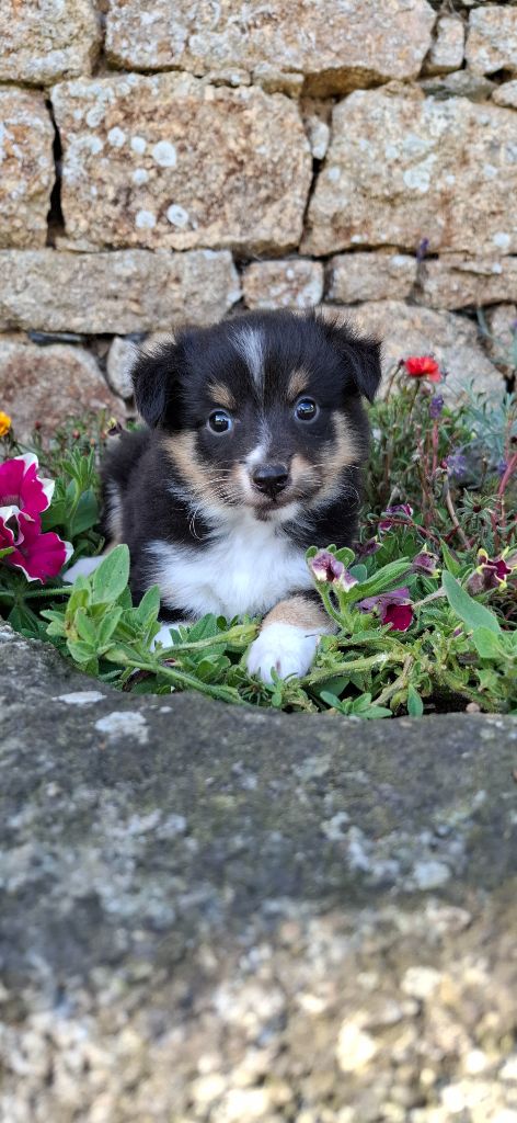 Rosemary Marvin - Chiots disponibles - Shetland Sheepdog