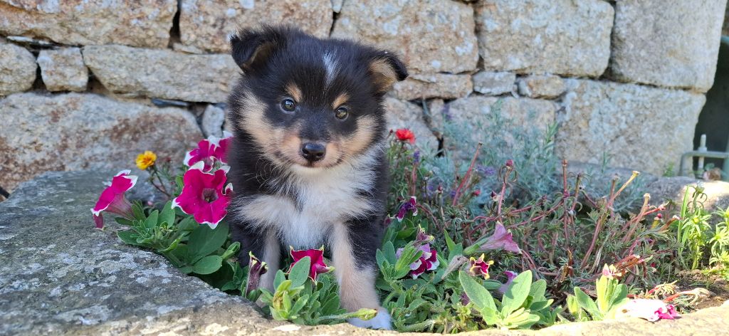 Rosemary Marvin - Chiots disponibles - Shetland Sheepdog