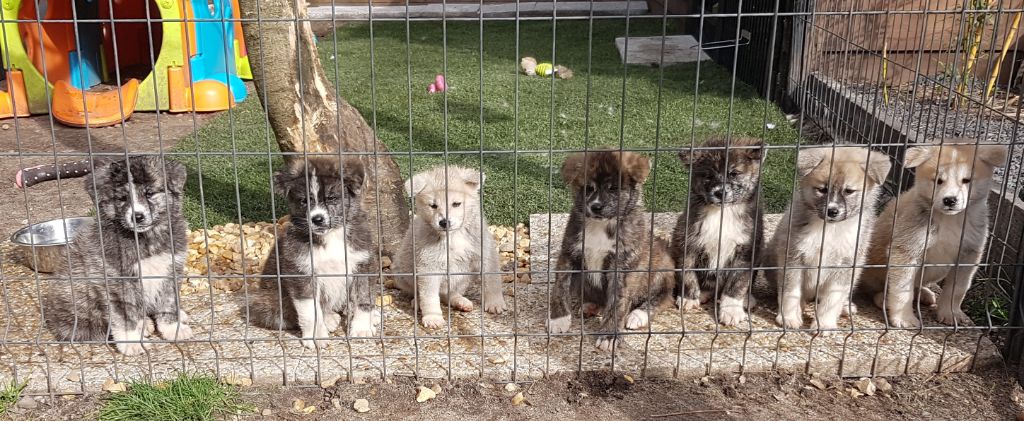 Chiot Akita De L'Arche Impériale