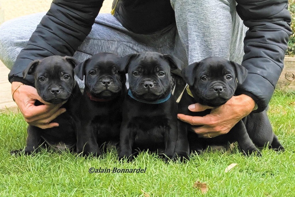 Black Moon Rock - Staffordshire Bull Terrier - Portée née le 27/08/2021