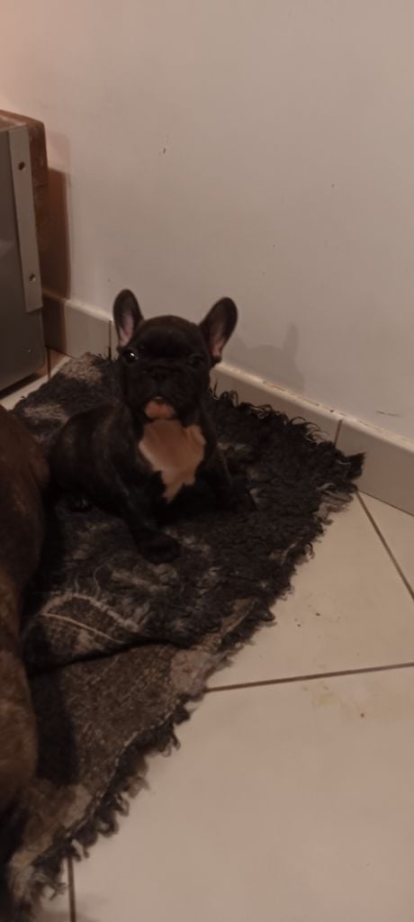 Des Enfants Du Sancy - Chiots disponibles - Bouledogue français