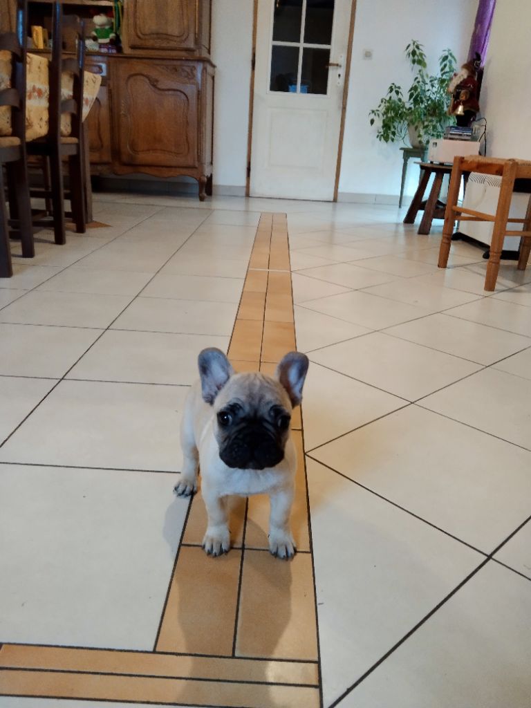 Des Enfants Du Sancy - Chiots disponibles - Bouledogue français