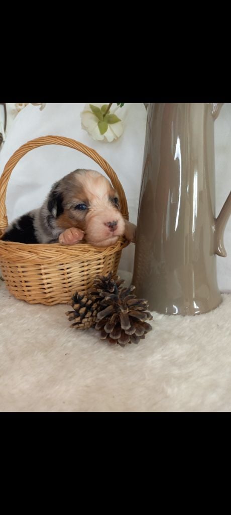 Des Perles Du Luberon - Chiots disponibles - Berger Australien