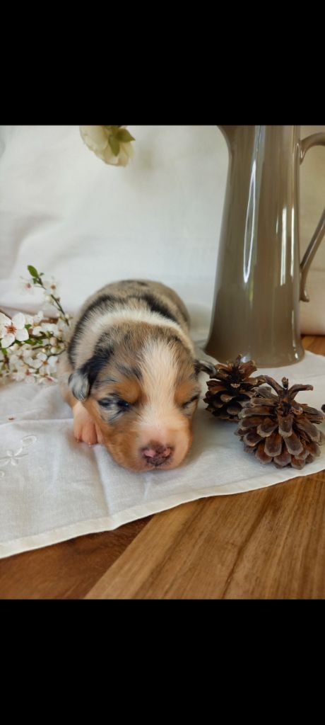 Des Perles Du Luberon - Chiots disponibles - Berger Australien