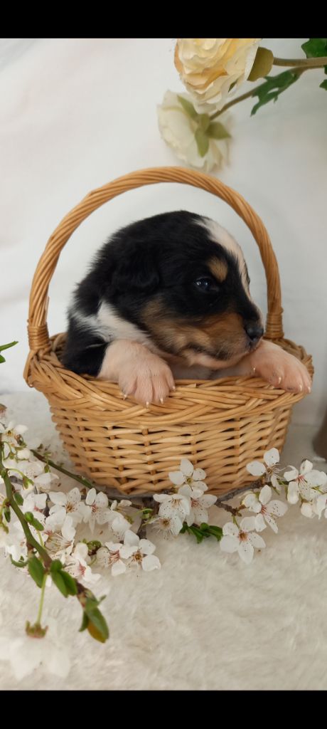 Des Perles Du Luberon - Chiots disponibles - Berger Australien