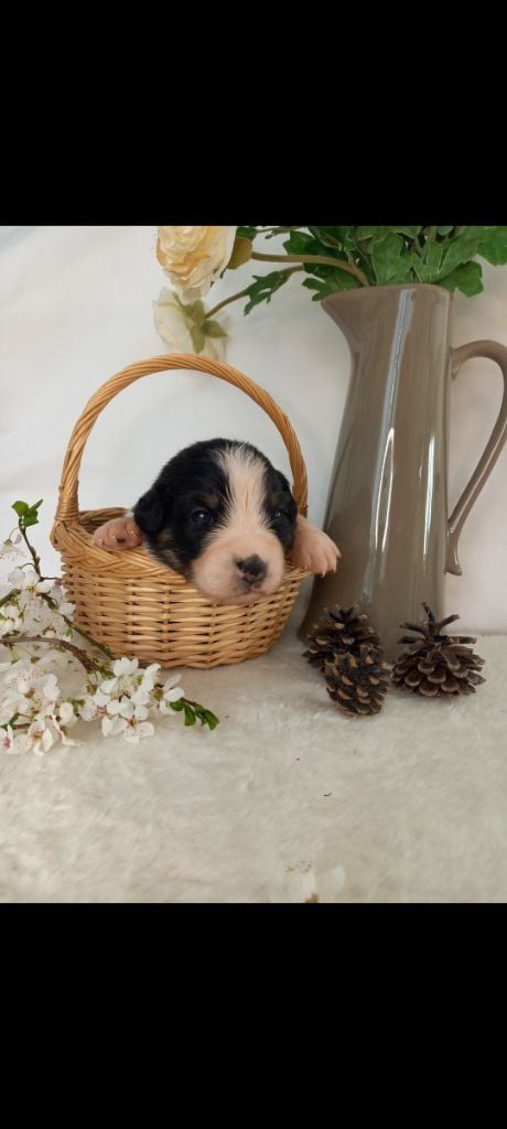 Des Perles Du Luberon - Chiots disponibles - Berger Australien