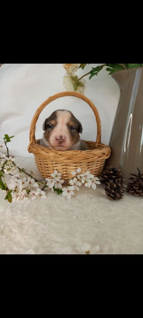 Des Perles Du Luberon - Chiots disponibles - Berger Australien