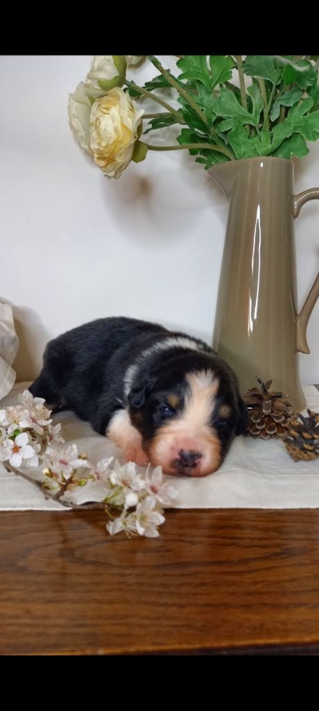 Des Perles Du Luberon - Chiots disponibles - Berger Australien