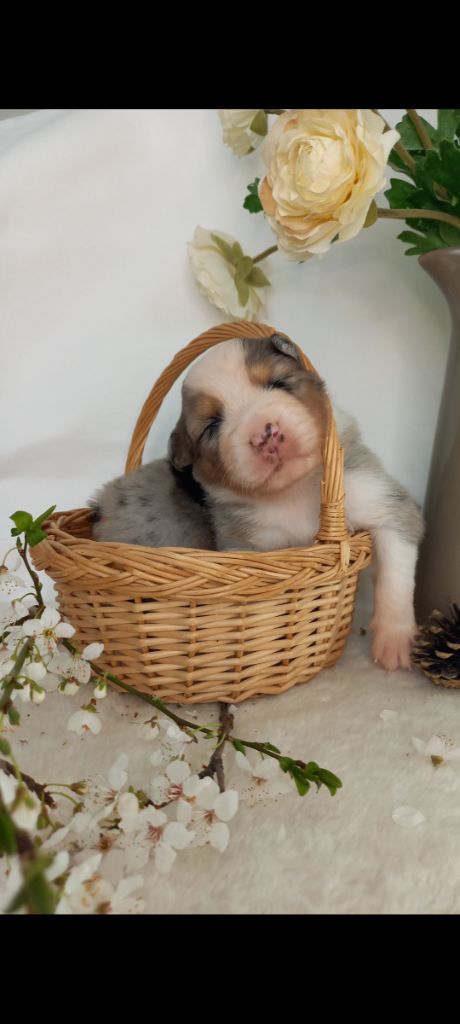 Des Perles Du Luberon - Chiots disponibles - Berger Australien