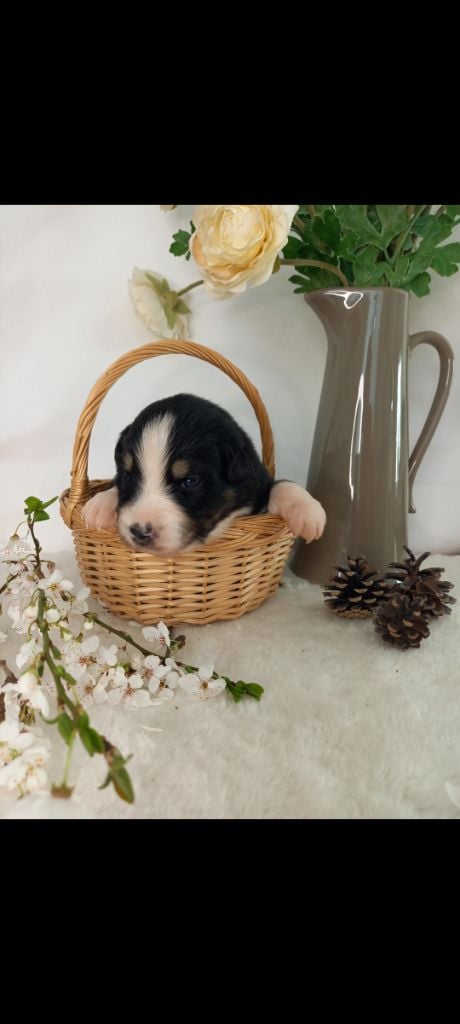 Des Perles Du Luberon - Chiots disponibles - Berger Australien