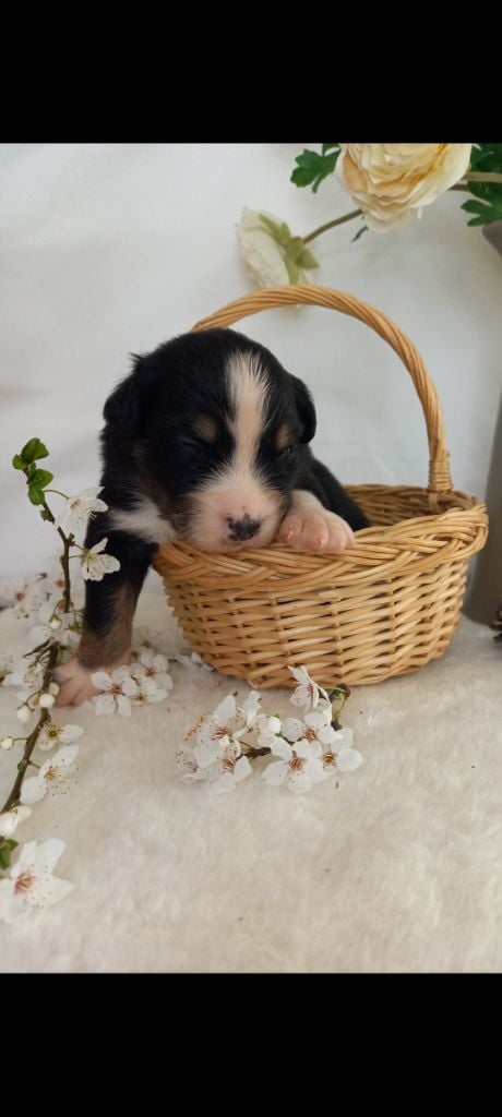 Des Perles Du Luberon - Chiots disponibles - Berger Australien