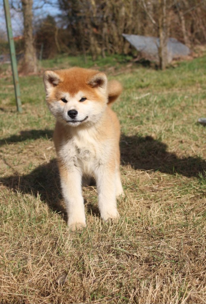 No Bushido - Chiots disponibles - Akita