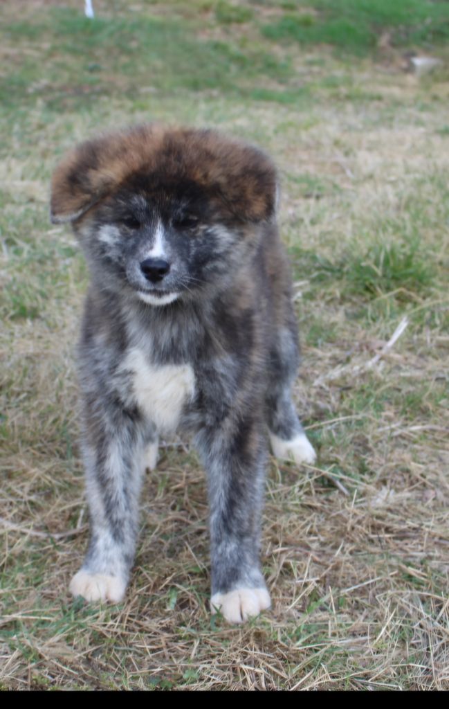 No Bushido - Chiots disponibles - Akita