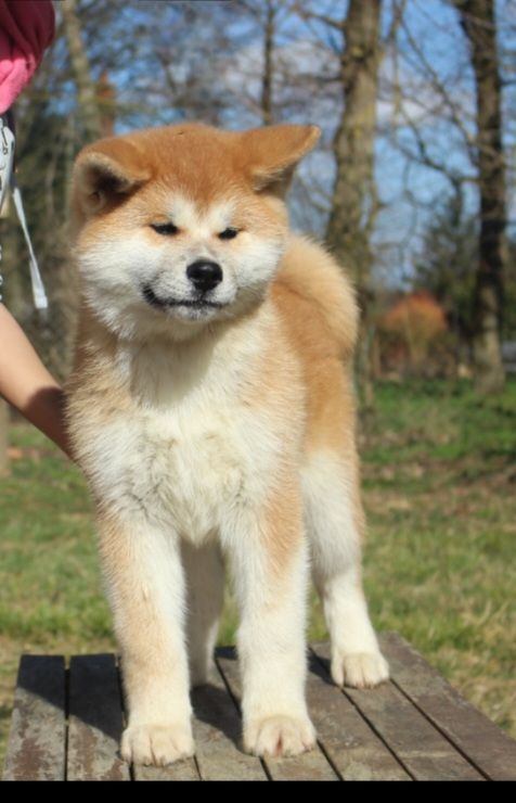 No Bushido - Chiots disponibles - Akita