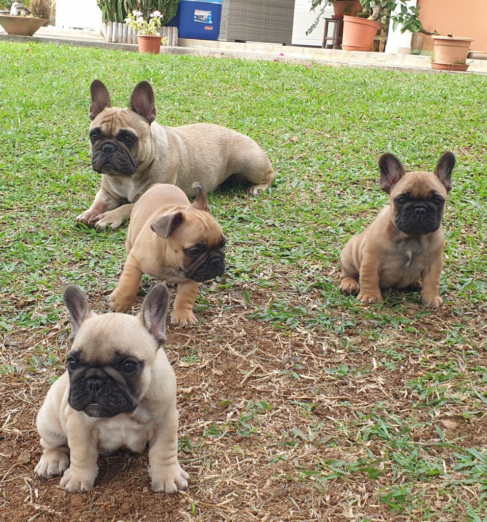 Chiot Bouledogue français Lil Heartbreaker