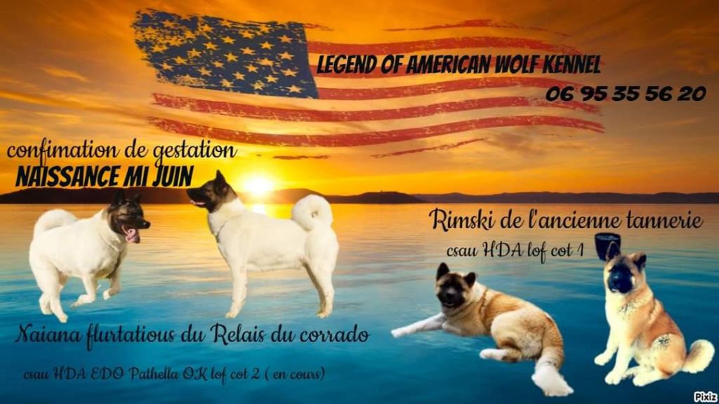 Légend Of Américan Wolf - Chiots en vue ! 