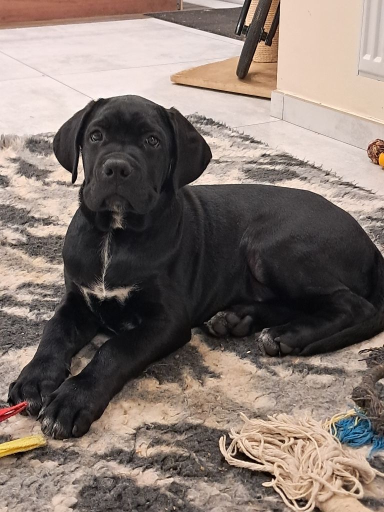 Des Calanques De Piana - Chiots disponibles - Cane Corso