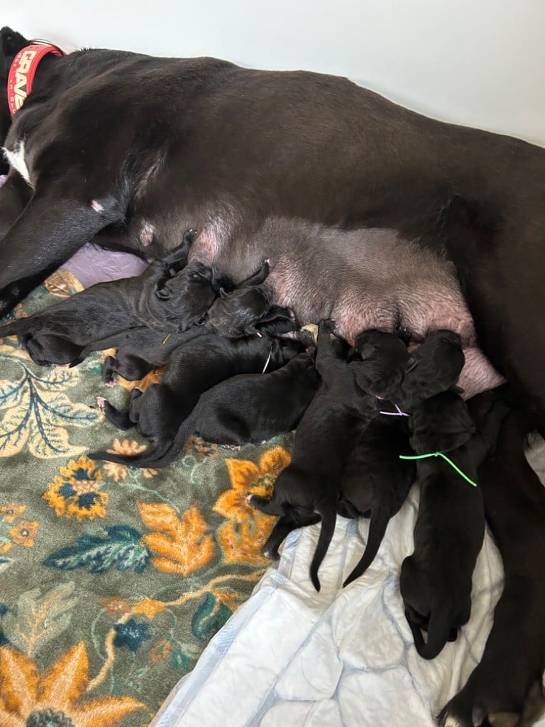 Des Calanques De Piana - Cane Corso - Portée née le 17/11/2024