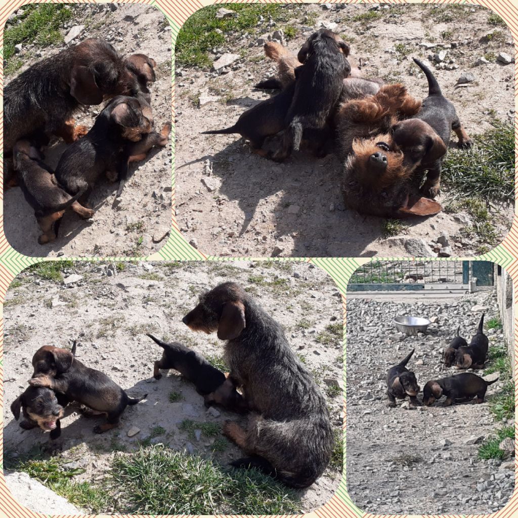 Chiot Teckel poil dur Des Bauges De La Vallière