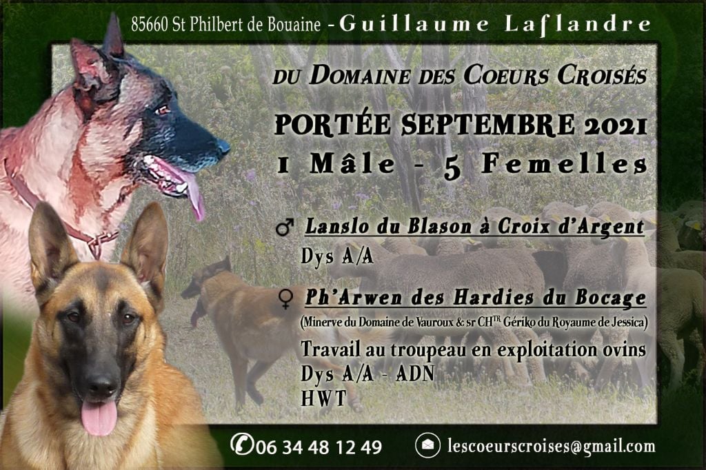 Portée de Malinois dispo a partir de novembre 2021