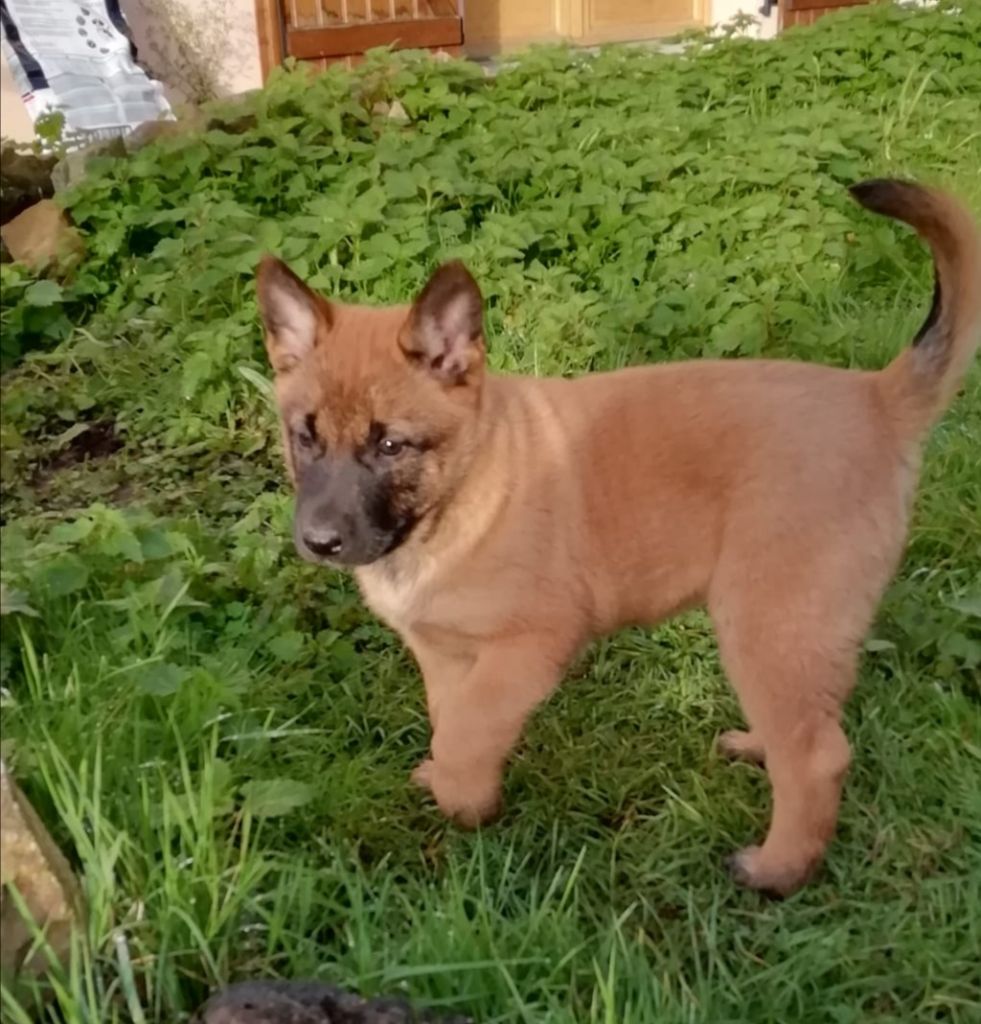 Chiot Berger Belge Du Domaine Des Coeurs Croisés