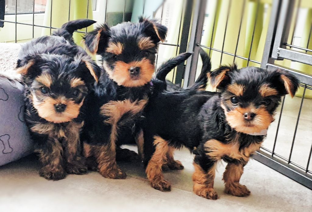 Chiot Yorkshire Terrier De La Villa De L'Escaut