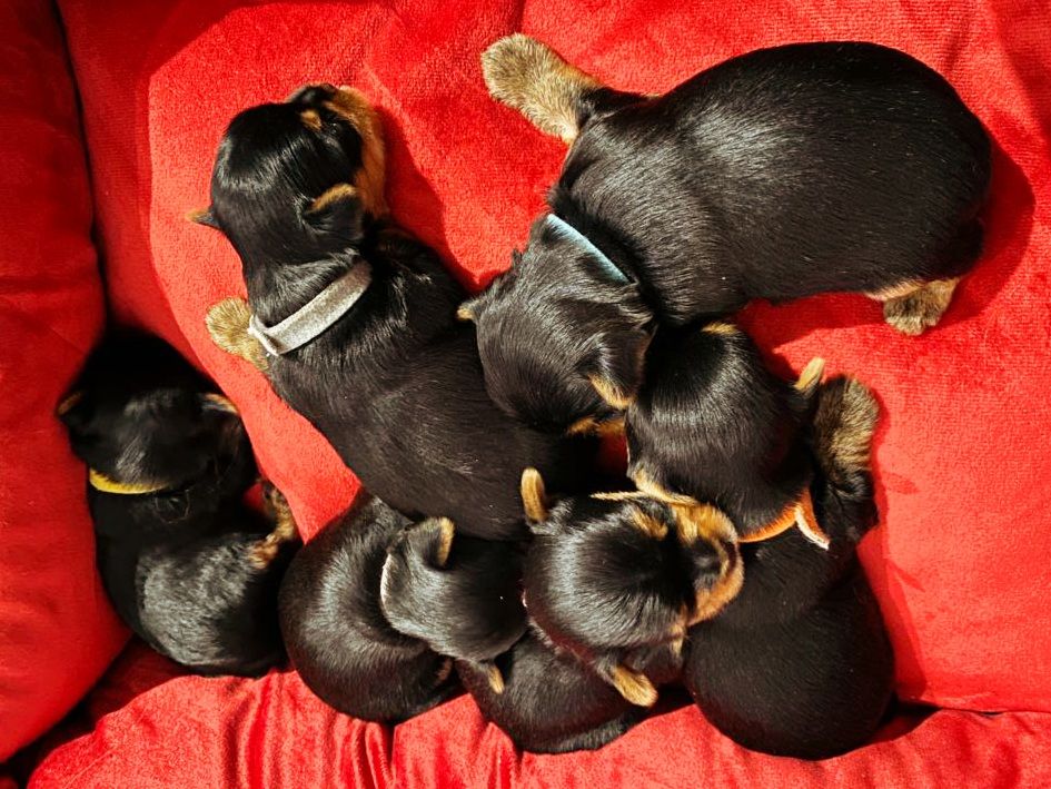 Chiot Yorkshire Terrier De La Villa De L'Escaut