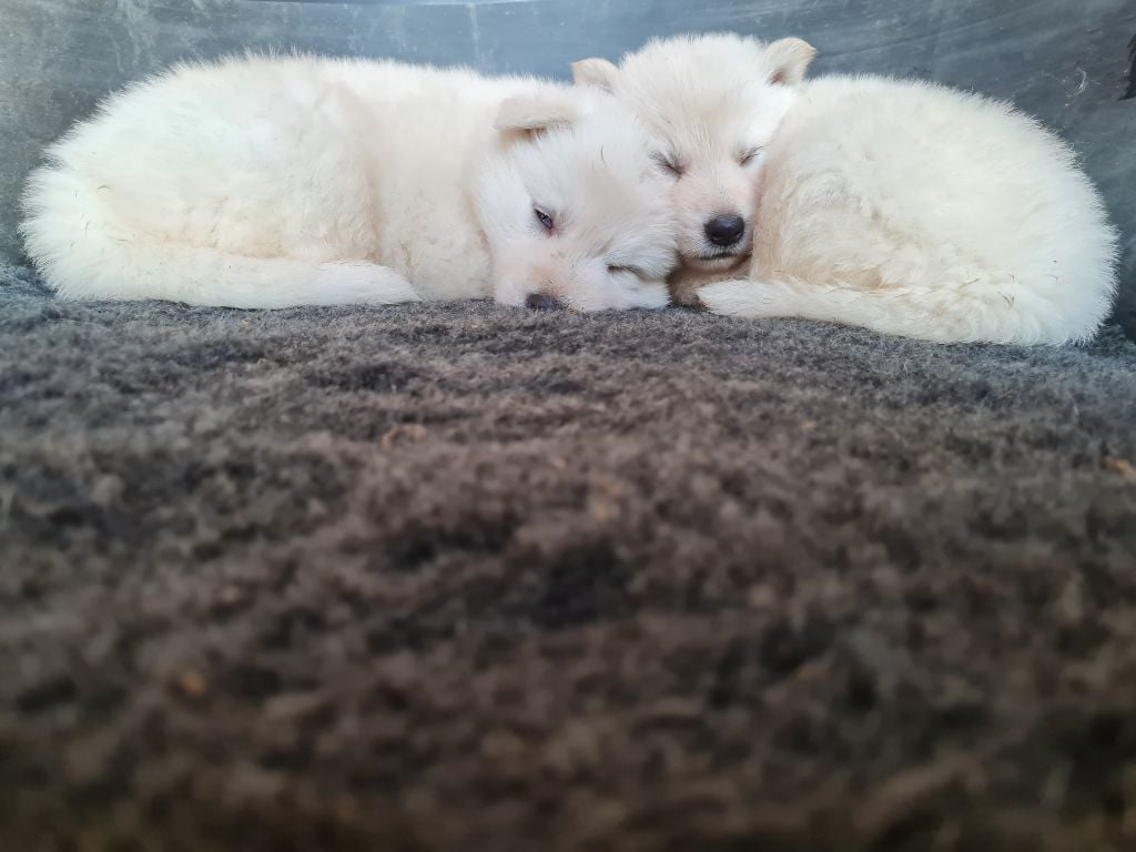 Chiot Berger Blanc Suisse Du Carré D'Ach