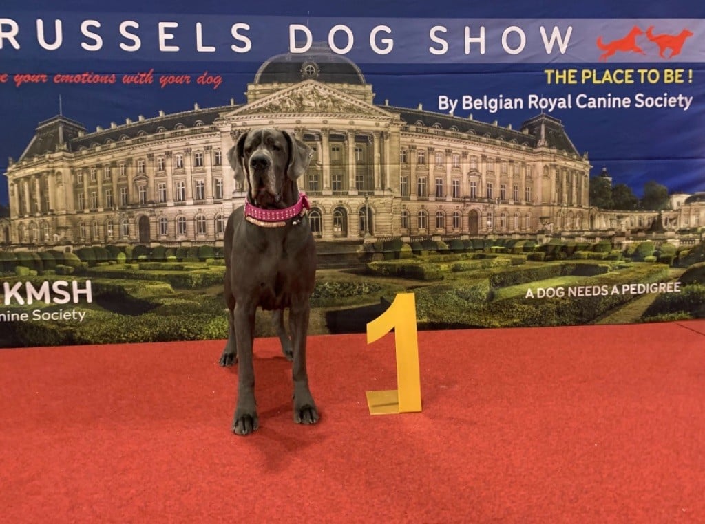 de la Côte Septentrionale - Brussels Dog Show