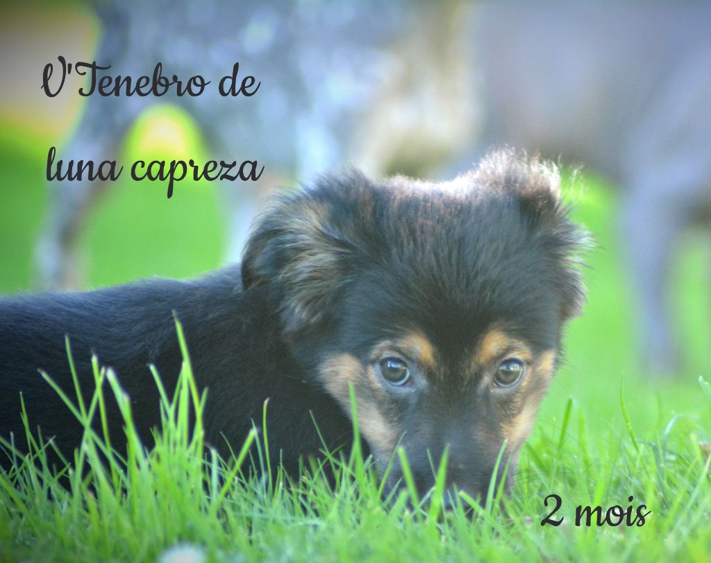 de Luna Capreza - Chiots disponibles - Chien nu du Perou