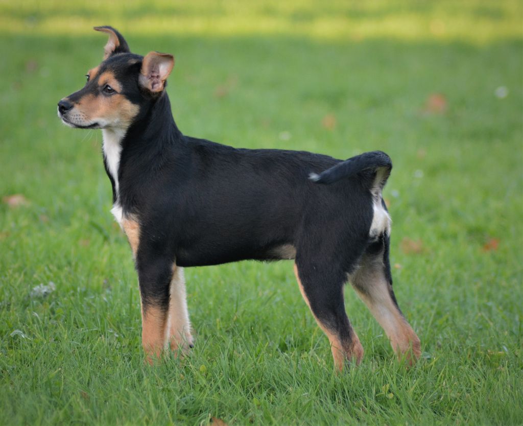 de Luna Capreza - Chiots disponibles - Chien nu du Perou